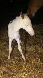 Prim (now known as Pixie) when she was a couple hours old 🩷 | Twisted Pine Paints