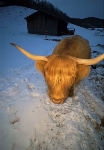 Cozy Highland Cows on a Cold Winter Evening