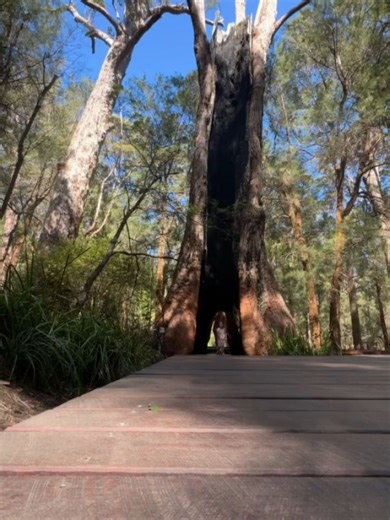 Valley of the Giants Tree Top Walk on Reels | Facebook