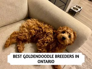 The 12 Most Reputable Goldendoodle Breeders In Ontario In 2025