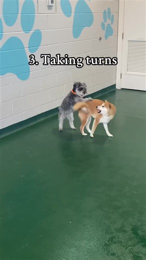 1.5K views · 19 reactions | In the play yards, it's important to make sure our guest play stays paw-sitive. These are the signs our Playtime Coordinators look for during group sessions that indicate our four-legged friends are socializing well! | Pet Paradise | Facebook