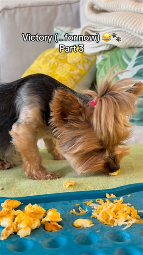 Breakfast Battle: Part 3 🍽️ She finally ate… and one dramatic pause for effect 😂 My patience is questionable, but we’ll call this a win 🐾 Anyone else’s dog make breakfast feel like a full-time job? 👇 picky eater dog breakfast routine yorkie messy eater dog mom life #BreakfastBattle #pickyEater #dogmomlife #dogbreakfast #yorkiesofig #funnypets #relatable #dogsoftiktok #dogmomproblems #dogmomhumor | Traveling with a Dog