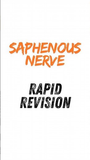 Saphenous nerve anatomy, longest nerve in the human body #shorts #saphenousnerve