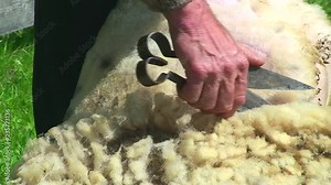 Sheep shearing. Man shearing sheeps with scissors in hand