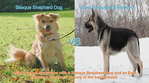 Basque Shepherd Dog vs. East European Shepherd: A Comparative Guide