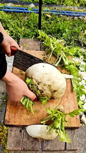 Digging Up a Giant Jicama! #shorts