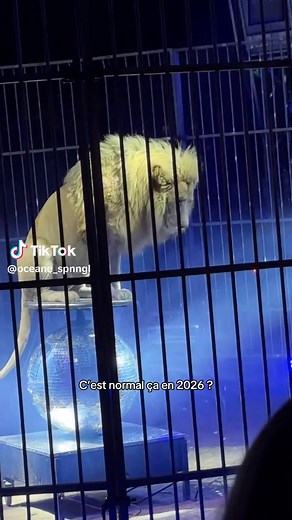 La maltraitance animale au cirque en 2026