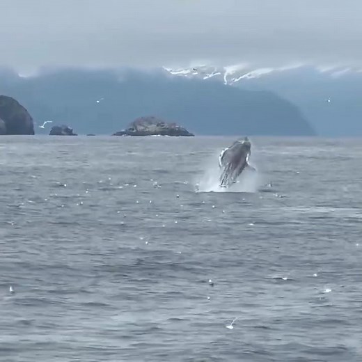 Humpback whale breaching in Kenai Fjords National Park