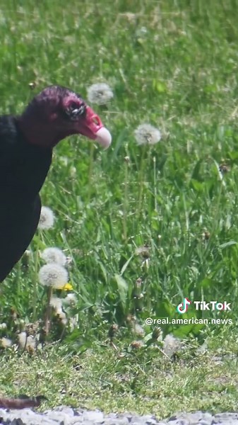 Buzzard Behavior: The Hungry Turkey Vulture Explained