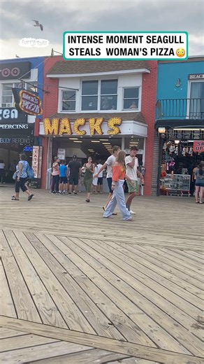 Seagull steals woman's pizza | Furry Tails