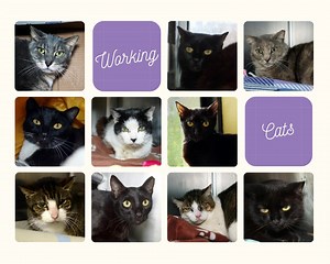 20 reactions | Did you know that Peggy Adams has a Working Cat...