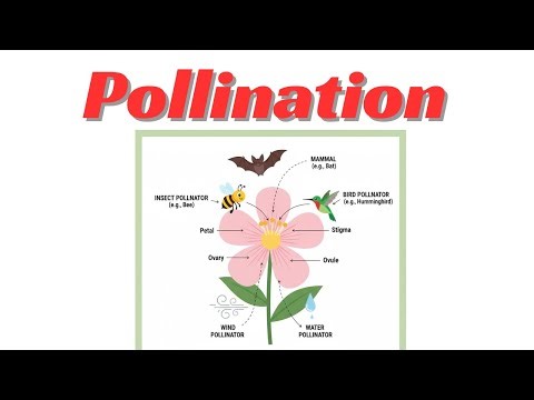 Pollination (Self Pollination and Cross Pollination), Agents of pollination (Lecture 8)