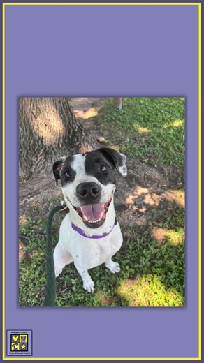 2.3K views · 28 reactions | Yesterday, we received a large number of new animals, sending us backwards for our #WeeklyGoal. So it's a good thing that tonight's PAWjama Party will kick off a weekend of free adoptions. There are literally hundreds of amazing pets waiting to be chosen as your new best friend. We're open late tonight, until 8pm. see you soon! #bestmatch #fosteringsaveslives #adoptdontshop #wcras #dogs #wilcopets | Williamson County Regional Animal Shelter | Facebook