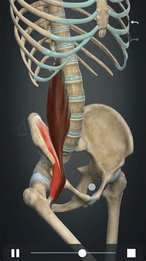 Iliacus muscle #anatomy #physiohub #new #biology #new #science #gym #fitness #trend #news #medico
