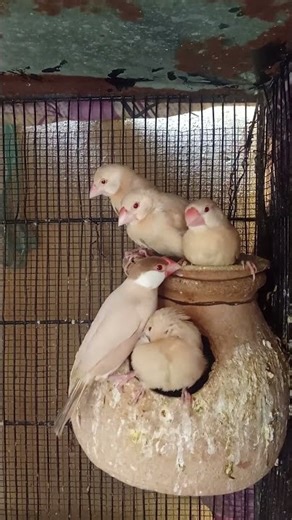 Fawn Java pair with five Chicks self chicks