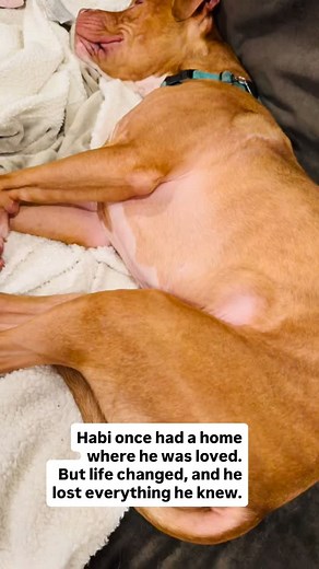 154 reactions · 16 shares | Habi @HabiTheRedNose  Habi Needs a Home...