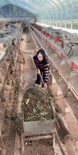 在这个薄凉的世界，当你混得不好的时候，千万别去打扰谁，一切都是浮云。 #公羊兔 #我们猫冬日常 #冬至 #农村创业养殖