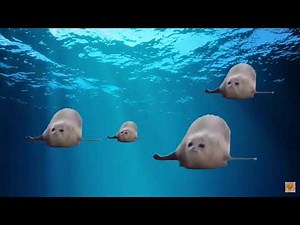 Bouncing Seals Ultimate 2 | Seals