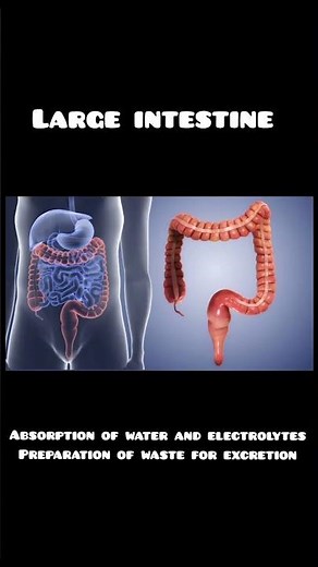 Digestive system Organs and their functions.#education #stomach #digestion #food #digestiveprocess