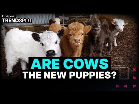 Miniature Cows Become New Household Pets | Firstpost Trendspot