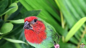 Red throat Parrot finch (Pastel) #paradiseaviary #finches #aviary #birdroom #breedingseason | Paradise Aviary
