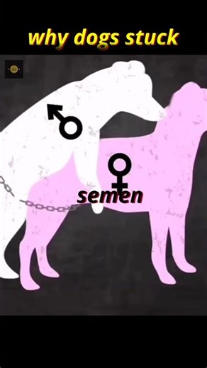 why dogs stuck😱#viralshorts #shorts #dog # stuck #mating