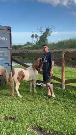 Exotic Birds Compilation