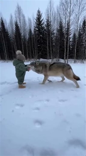 These Wolves Treat Her Like Family!