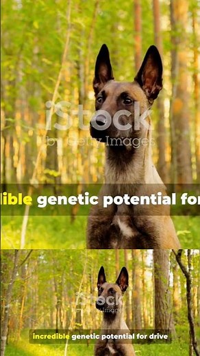 I Tamed The World's Most Hyper Dog