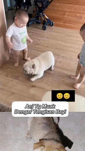 16K reactions · 168 shares | Ekspresinya muak nya dapet bnget njik . . #vidiolucu #vidioviral #ngakak #kocak #funycat #catlovers | Made Chandra | Facebook