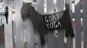 NAAAAAAAMASTE! Welcome to Summerville Goat Yoga HOLIDAY CLASSES! We were the first to bring GOAT YOGA here to the Charleston area, so you've "GOAT" to take a class with us! Goat Yoga is a casual and gentle yoga class, with goats! Perfect for those new to yoga, pro yogi's, or those who just want to snuggle with silly goats! So baaaasically everyone! OH MY GOATNESS! It is as fun as it sounds! | Flowertown Charm