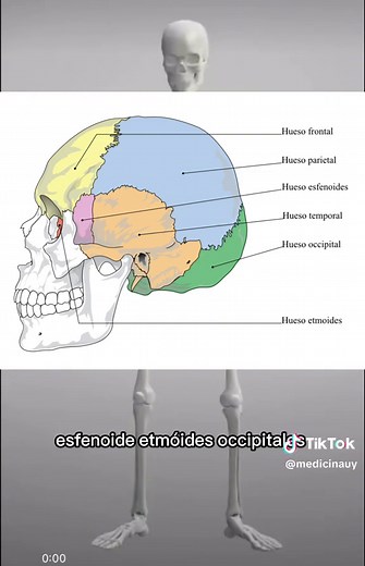 Anatomía del Craneo: Partes y Funciones de los Huesos