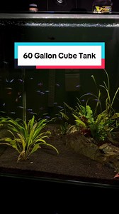 60 Gallon Cube Fish Tank Ideas and Setup