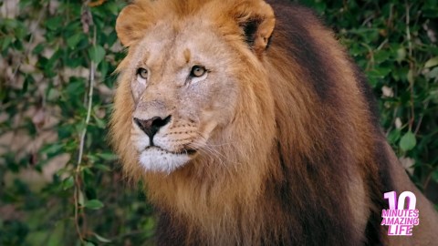 The moment a lion watched his territory