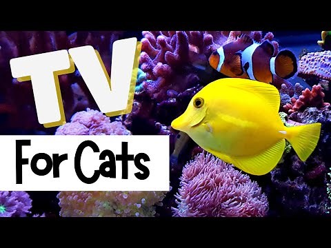 TV for Cats | 🐟 Fish Up Close 🐡 | RELAXING WATER SOUNDS | Videos for Cats To Watch