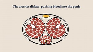 Giddy: Breakthrough Wearable ED Treatment