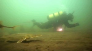 190K views · 1K reactions | A glimpse into the world of Montana's native fish. | Montana Fish, Wildlife & Parks | Facebook