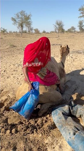 فتاة مجنونة تضع حقيبة تحت جمل
