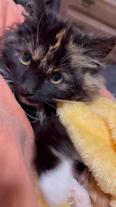 3.2K views · 249 reactions | Sweet baby girl trapped by our friend...