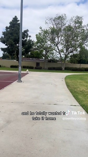 Experts say this is the best toy for dogs. It’s me I’m experts!! #dogtoys #nerfornothing #nerfdog #happydoggie #dogshavingfun #bestdogtoy @Nerf @Petco