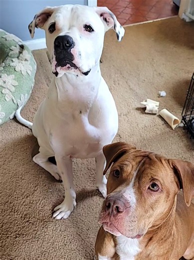 Understanding Cane Corso and Pitbull Mixes