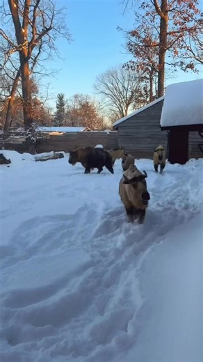 Keeper Lauren captured our herd of Sichuan takin looking mildly perplexed on Thursday morning. When they went to bed, there wasn’t so much snow! Luckily, this species is equipped for cold weather with thick fur coats and large nasal cavities that help warm air before it gets to their lungs. | Potawatomi Zoo