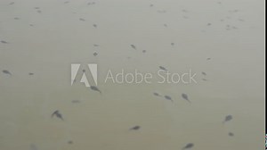 Tadpoles are swimming in river water. Black small frog tadpoles swimming in water. Nature wildlife. Pond ecosystem. Tadpole swimming. Forest pond. Indian wildlife. Baby frogs.