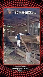 #sapilimosin #sapilimosinsuper #sapisimental #sapibrahman #goatmilk #domba #dombaqurban #dombaaqiqah #dombagarut #dombaadu #dombakuring Biggest Bulls Photography Of The World | Biggest Bulls Photography Of The World