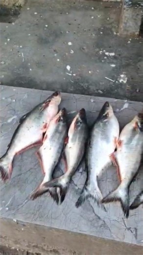 तालाब में बहुत सारा मछली आज पकड़ा#fish #fishing #food#fish_video#favouritefish#fishtime#fishingworld