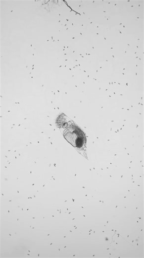 37K views · 1.3K reactions | Some black and white shots of a rotifer (Proales sp. maybe?) . . . #Science #microscopy #biology | Science into Images | Facebook