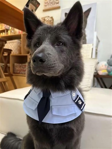 Polar Pup's Playtime: Adorable Chill Dog Moments