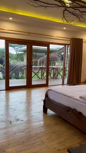 Morning Safari Serenade with Zebras and Giraffes