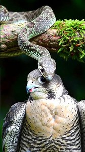 Snake kills a Falcon