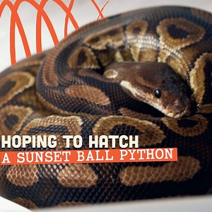 Did we get a SUNSET Python?! | Brian Barczyk